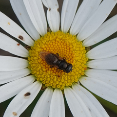 Syrphidae