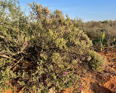 Drosanthemum deciduum