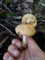 Cortinarius polymorphus