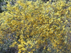 Pultenaea flexilis