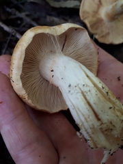 Cortinarius polymorphus