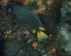 Pomacentrus philippinus