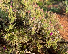 Drosanthemum deciduum