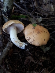 Cortinarius polymorphus