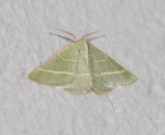 Microloxia ruficornis