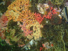 Melithaea rubra