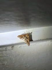 Diasemia accalis