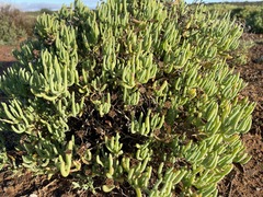 Lampranthus otzenianus