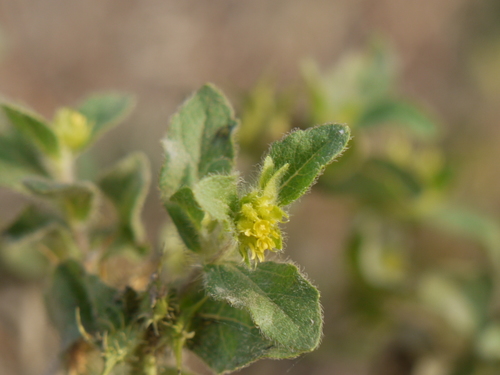 Hispid starbur (Acanthospermum hispidum)
