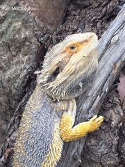Pogona