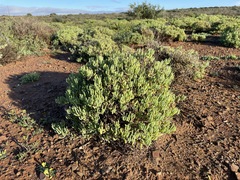 Lampranthus otzenianus