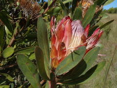 Protea susannae