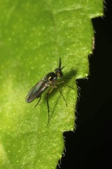 Rhaphium
