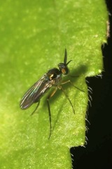 Rhaphium