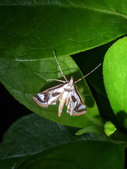 Theila siennata