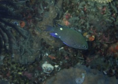 Azurina elerae