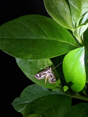 Theila siennata