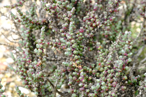 Jewel Glasswort (Salicornia decussata)