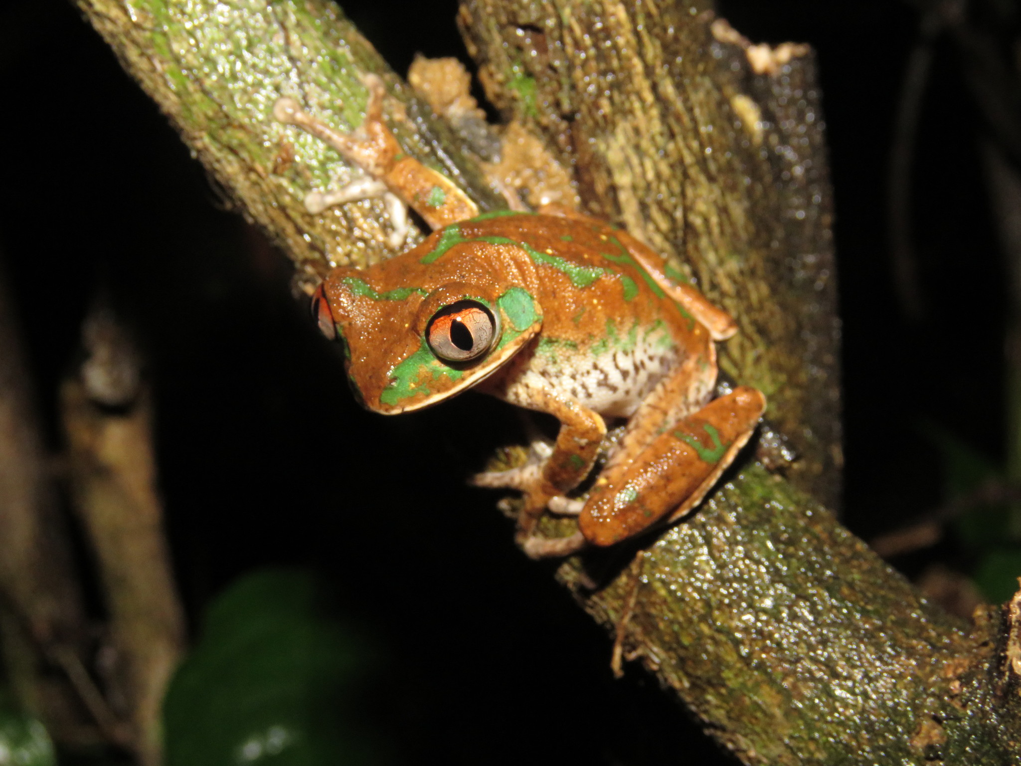 Leptopelis aubryi (Duméril, 1856)