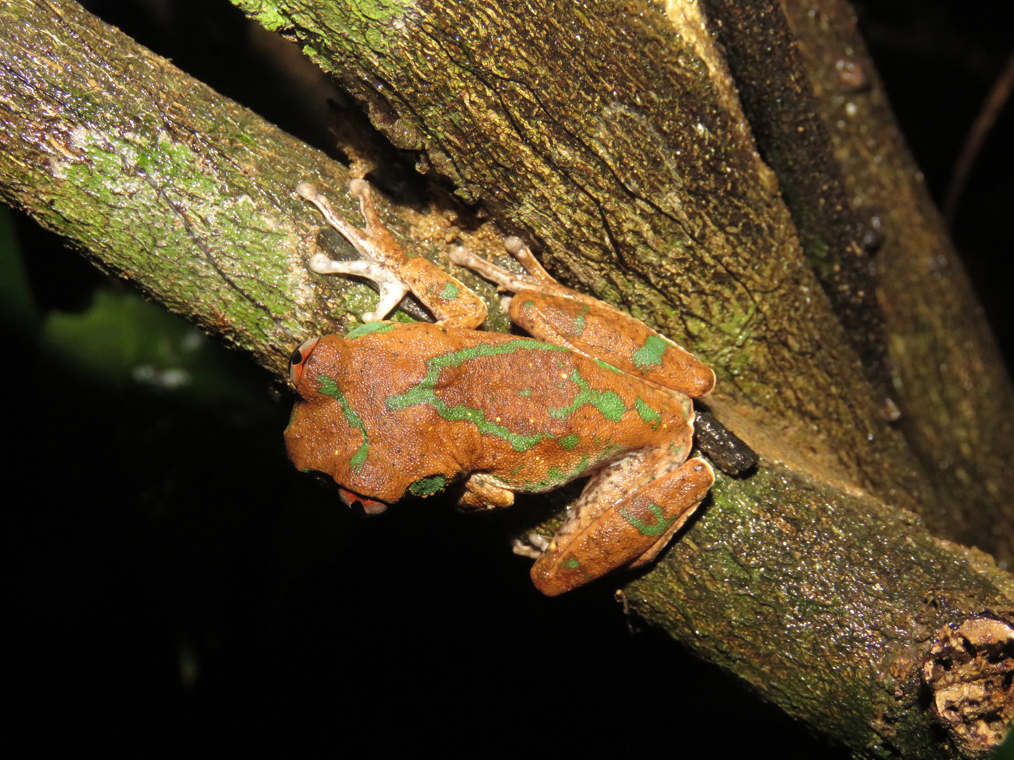 Leptopelis aubryi (Duméril, 1856)