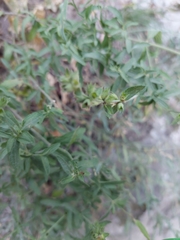 Hyssopus officinalis