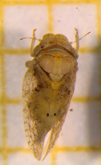Euphyllura olivina