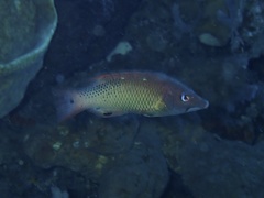 Bodianus dictynna