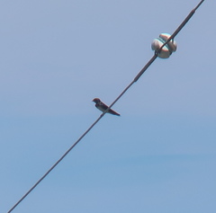 Hirundo rustica