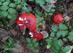Russula rhodopus