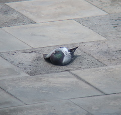 Columba livia domestica
