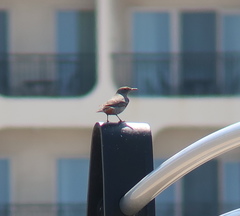 Monticola solitarius