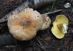 Tricholoma frondosae
