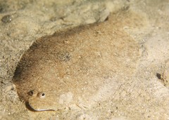 Pseudorhombus jenynsii