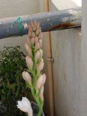 Polianthes tuberosa