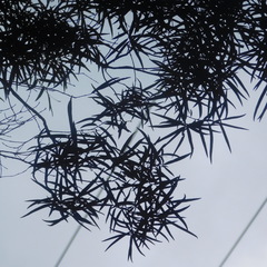 Nestegis montana