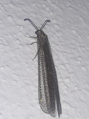 Brachynemurus versutus