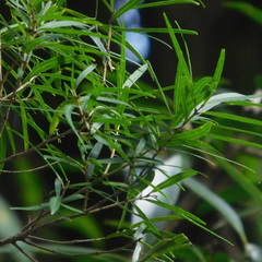 Nestegis montana