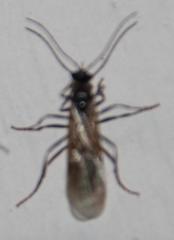 Myrmicaria nigra