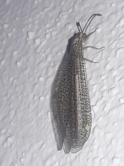 Brachynemurus versutus