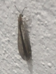 Brachynemurus versutus