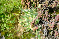 Cheiridopsis rostrata