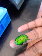 Heterorrhina elegans