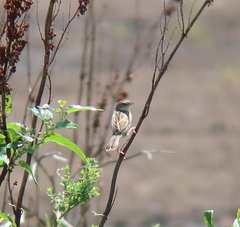 Cisticola juncidis