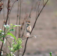 Cisticola juncidis