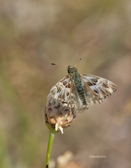 Muschampia floccifera