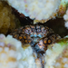 Showy Xanthid Crab - Photo (c) Susan K Bryan, some rights reserved (CC BY-NC), uploaded by Susan K Bryan