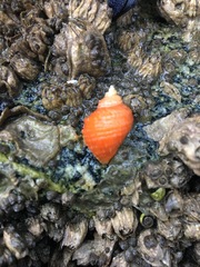 Nucella canaliculata