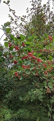 Crataegus