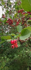 Crataegus