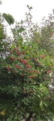 Crataegus